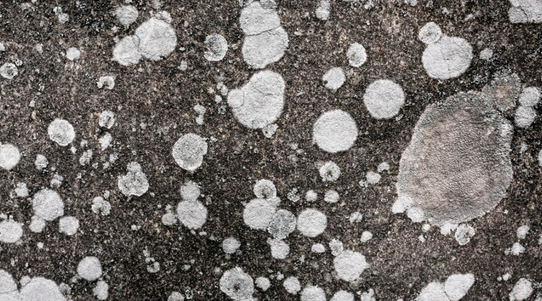 Close up on various types of mold in nature